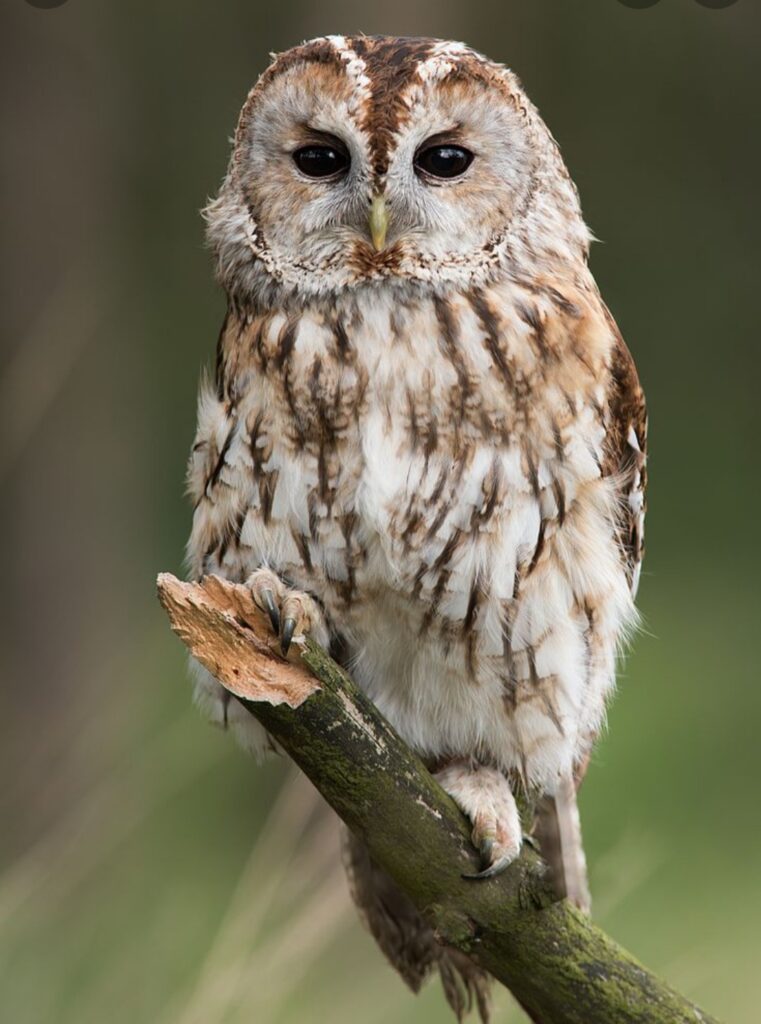 Une chouette sur une branche. La chouette est surnommée "oiseau de nuit"